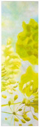 Dill, narrow